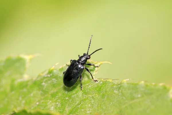 De zwarte negatieve modder worm — Stockfoto