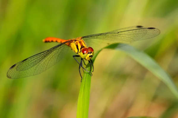 Κίτρινο dragonfly — Φωτογραφία Αρχείου