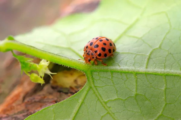 Potato ladybird — Stock Photo, Image
