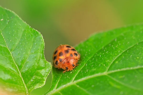 Potatis ladybird — Stockfoto