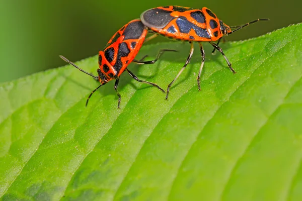 Mating stinkbug class insects — Stock Photo, Image