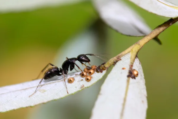 Camponotus japonicus — Zdjęcie stockowe