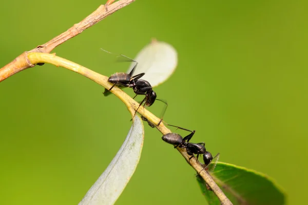 Camponotus 나무 — 스톡 사진