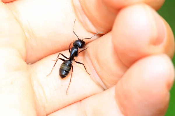 Camponotus japonicus — Stockfoto