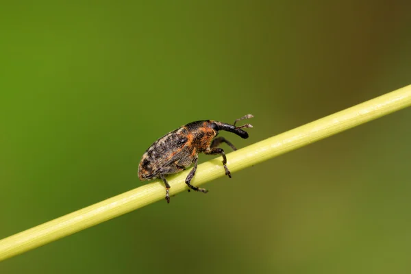 O Weevil — Fotografia de Stock