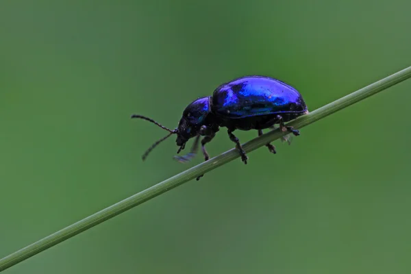 Листя жуків — стокове фото