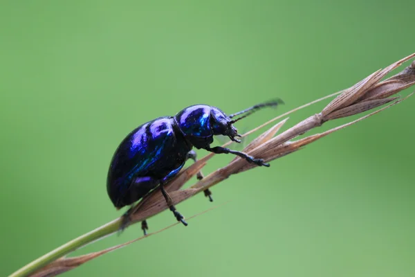 Leaf beetles — Stock Photo, Image