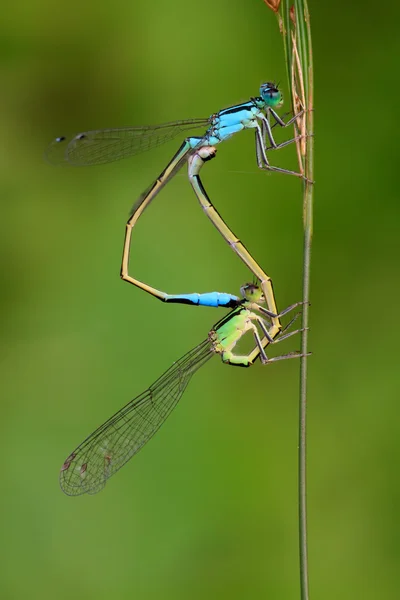 Two mating damselflies — Stock Photo, Image