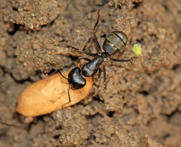 Fourmis noires — Photo