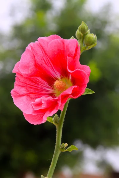 Hollyhock flowers — Stock Photo, Image