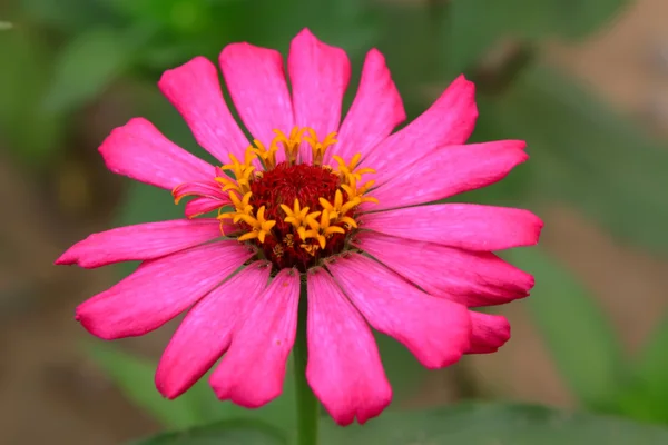 Beautiful flowers — Stock Photo, Image