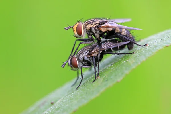 Due insetti muscidi che si accoppiano — Foto Stock