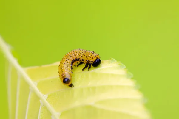 Bienen als Insekt — Stockfoto