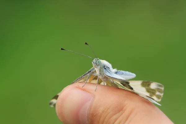 蝴蝶！ — 图库照片