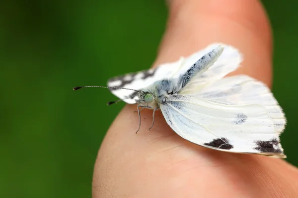 Schmetterling — Stockfoto