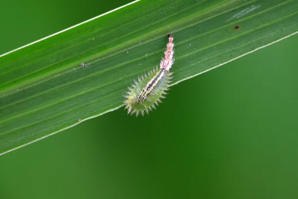 딱정벌레목 곤충 — 스톡 사진