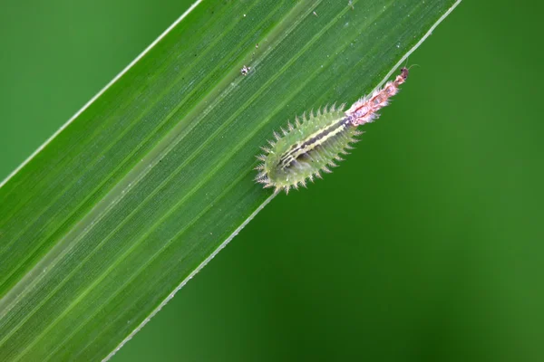 Coleoptera insecten — Stockfoto