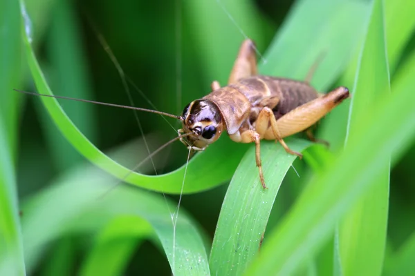 Cricket nymphs — Stock Photo, Image