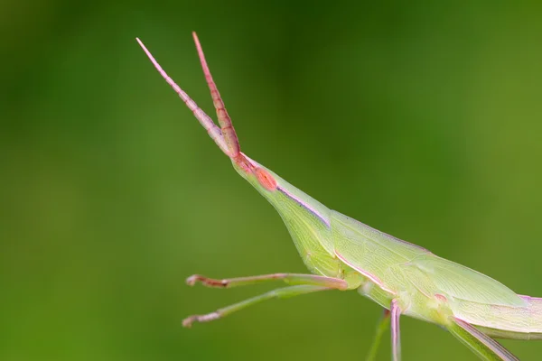 Keçiboynuzu — Stok fotoğraf