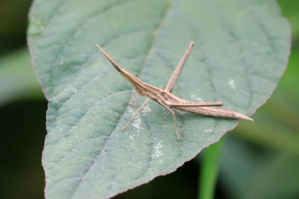 메뚜기 — 스톡 사진