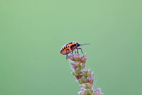 Stink bug — Stock Photo, Image