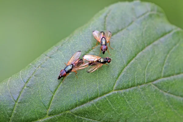 Muscidae έντομα — Φωτογραφία Αρχείου