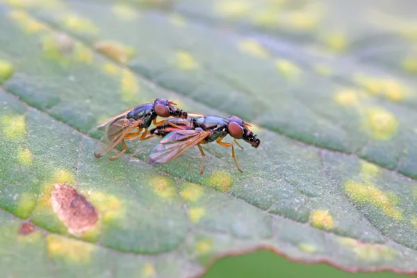 Muscidae böcekler — Stok fotoğraf