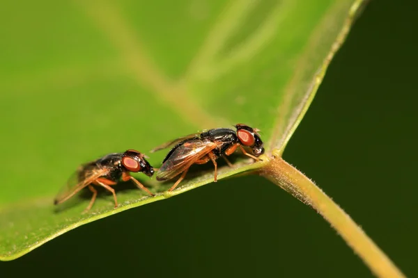 Muscidae insects — Stock Photo, Image