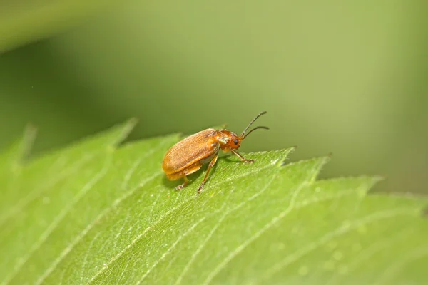 A beetle on a green leaf — Stock Photo, Image