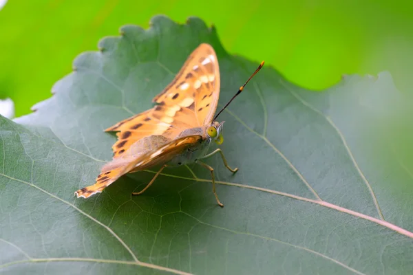 Schmetterling — Stockfoto