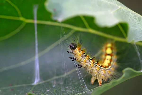 Une chenille sur la tige de la plante — Photo