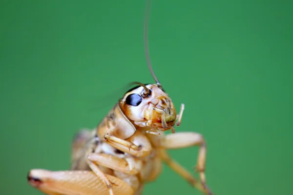 Cricket nymphs — Stock Photo, Image