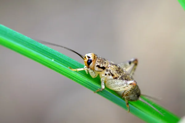 Cricket nymphs — Stock Photo, Image