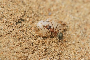 mercerized kahverengi orman karıncaları