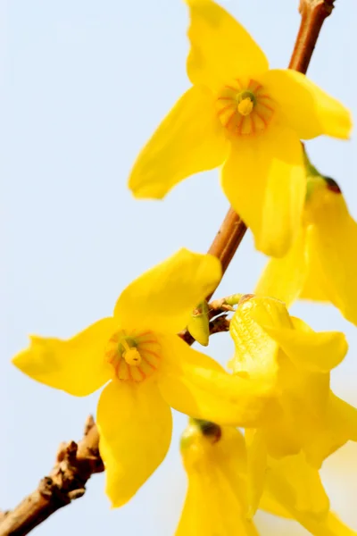 Forsythia flower — Stock Photo, Image