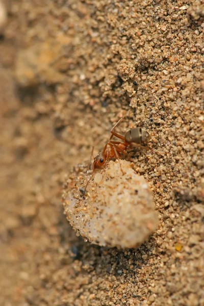 Hormigas mercerizadas del bosque marrón —  Fotos de Stock