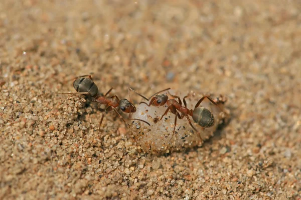 Mercerized brown forest ants — Stock Photo, Image