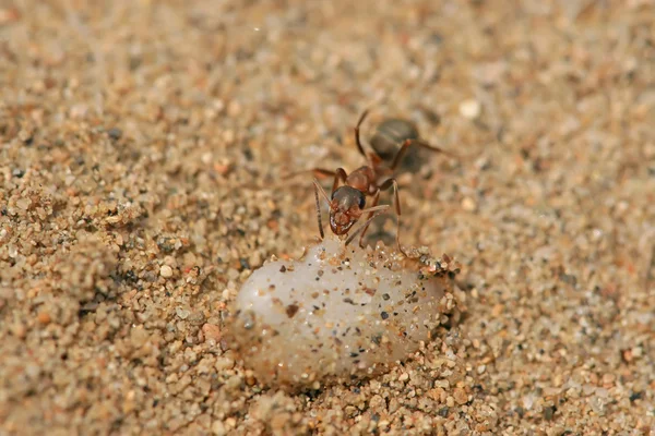 Fourmis brunes mercerisées — Photo