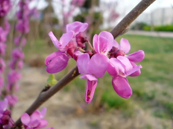 Bauhinia květina v zahradě — Stock fotografie