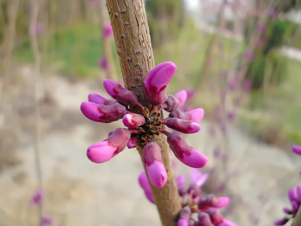 Bauhinia blomma i en trädgård — Stockfoto
