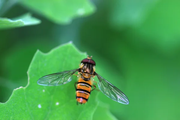 Syrphidae-Insekten — Stockfoto