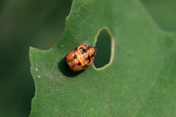 Joaninha inseto pupa em uma planta — Fotografia de Stock