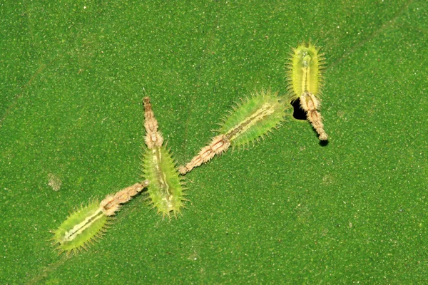 Cassida nebulosa — Fotografie, imagine de stoc