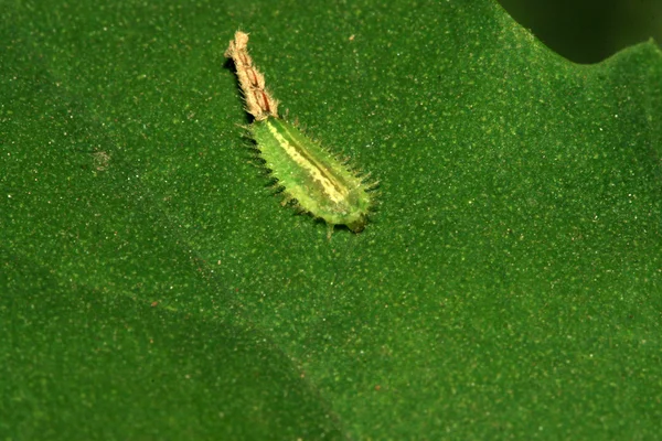 Nebulosa CASSIDA —  Fotos de Stock