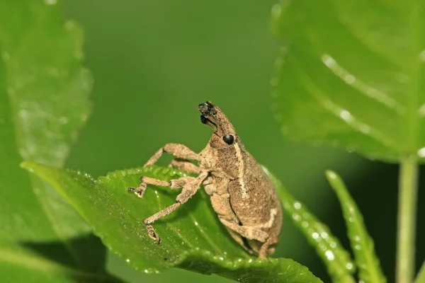 Rüsselkäfer — Stockfoto