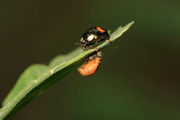 Ladybug на зеленом растении — стоковое фото