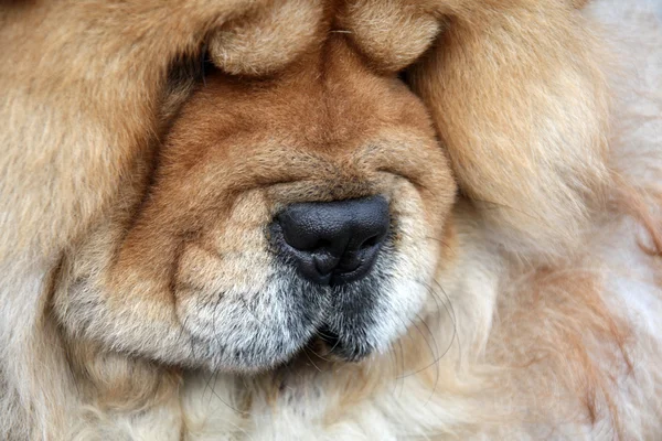 Perro mascota — Foto de Stock