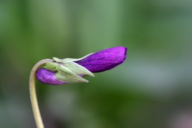 Viola philippica, bir tür bitki tarafından Çin traditiona kullanılabilir