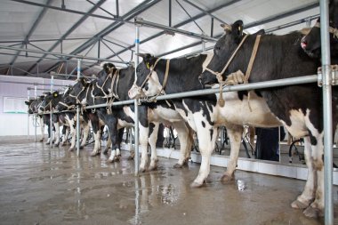 Çin mekanizasyon sağım salonunda Holstein inek