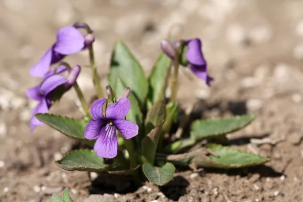 ビオラ philippica 植物の種類中国篠笛で使用することができます。 — ストック写真